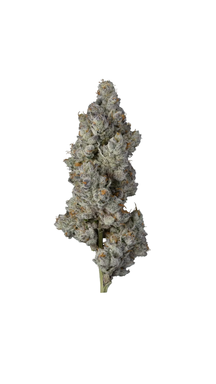 blue-lobster-video-thumb-scaled-Photoroom